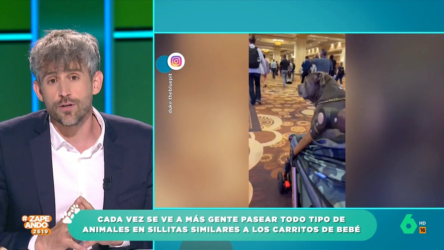 El veterinario Víctor Algra expone por qué no es recomendable pasear a nuestras mascotas en un carrito El veterinario Víctor Algra expone por qué no es recomendable pasear a nuestras mascotas en un carrito