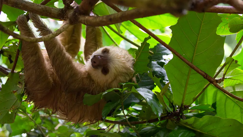 Oso perezoso en Costa Rica