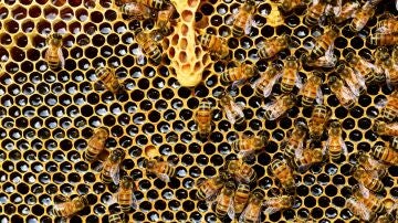 Panal de abejas
