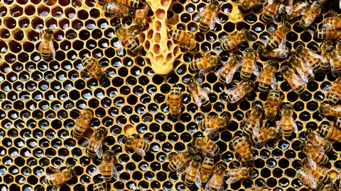 Panal de abejas Panal de abejas