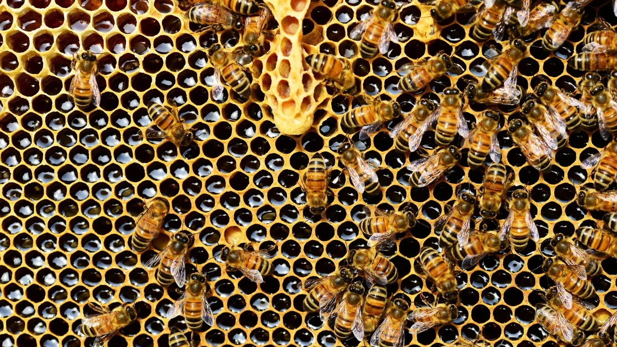 ¿Qué está pasando con las abejas? La mayoría de las especies están perdiendo terreno en Europa