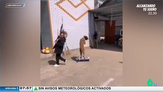 Un perro se suma a la moda de los 'segway' pero termina chocando contra una pared: "A alguna perrita estaría mirando" Un perro se suma a la moda de los 'segway' pero termina chocando contra una pared: "A alguna perrita estaría mirando"