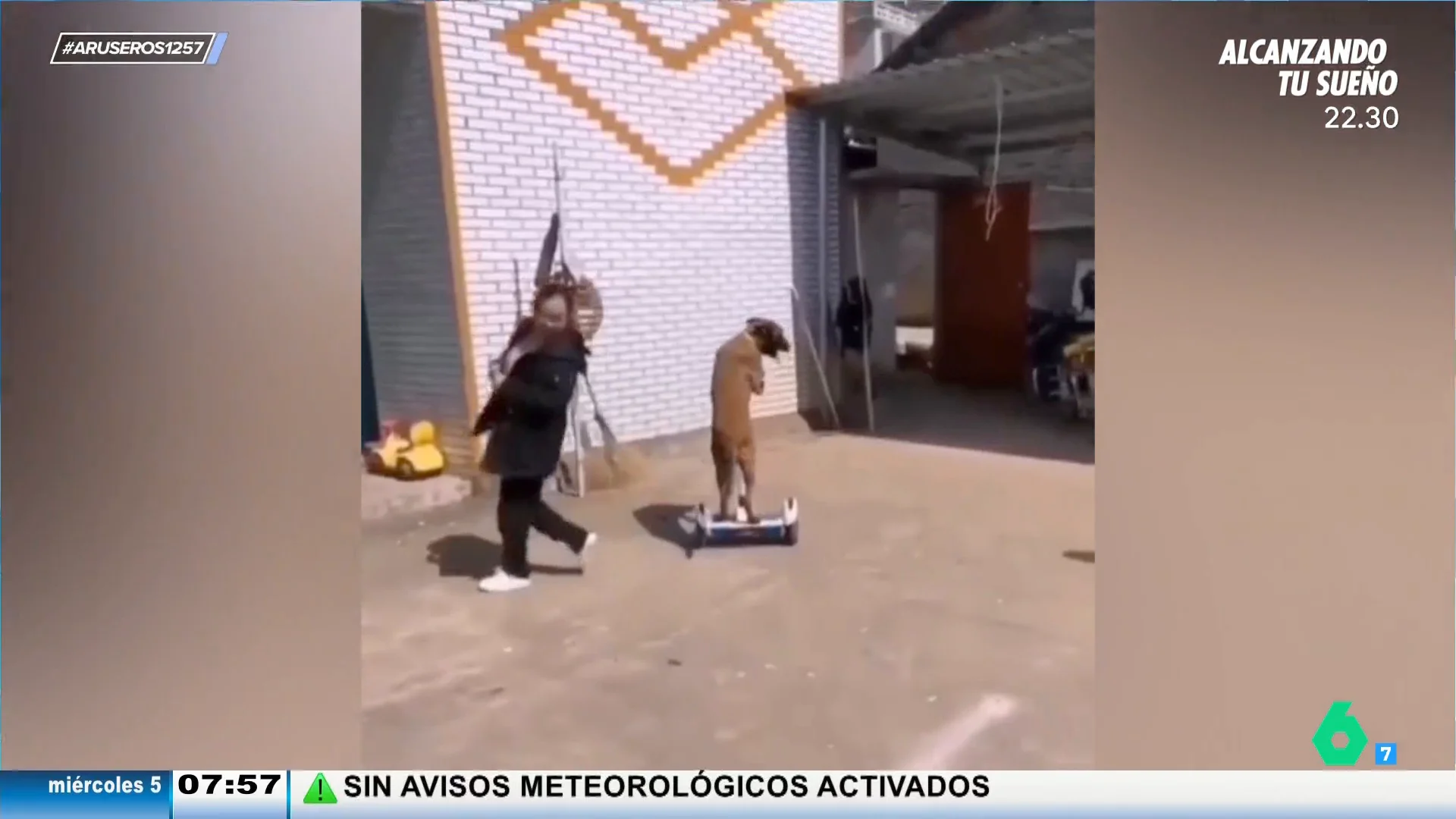 Un perro se suma a la moda de los 'segway' pero termina chocando contra una pared: "A alguna perrita estaría mirando"