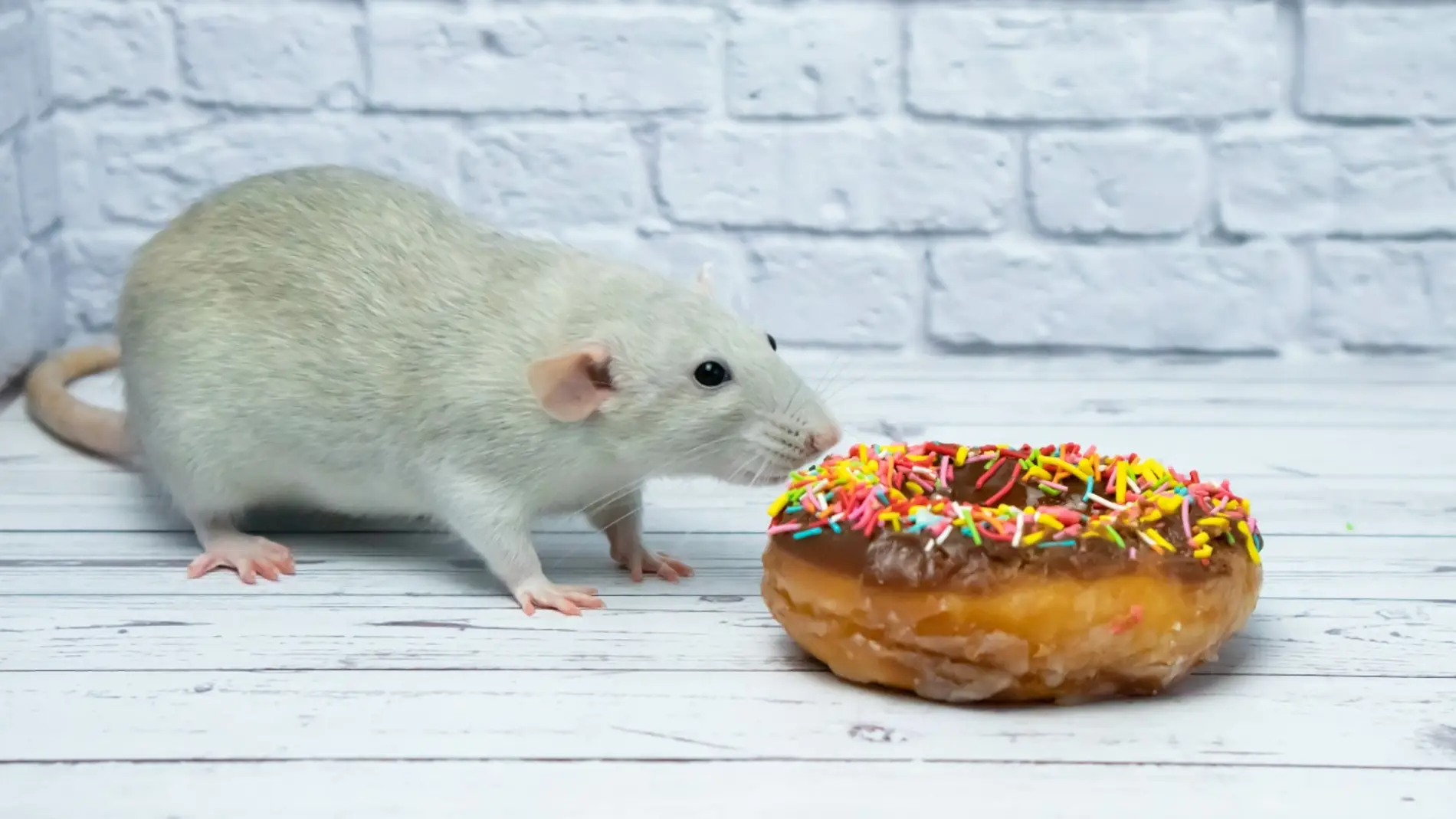 roedor gordo roedor gordo