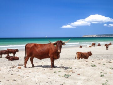 Playa de Cádiz con vacas