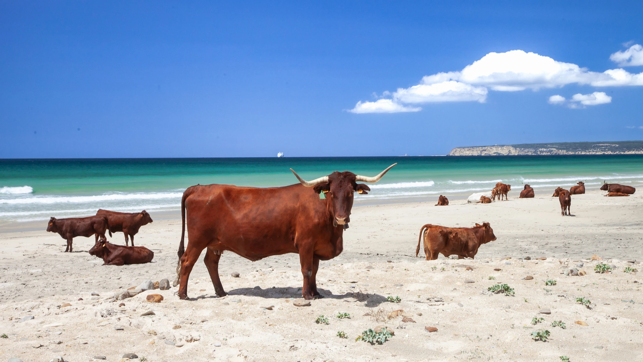 Playa de C&aacute;diz con vacas