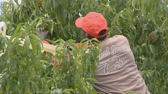 Un temporero trabajando en un huerto de Lleida Un temporero trabajando en un huerto de Lleida