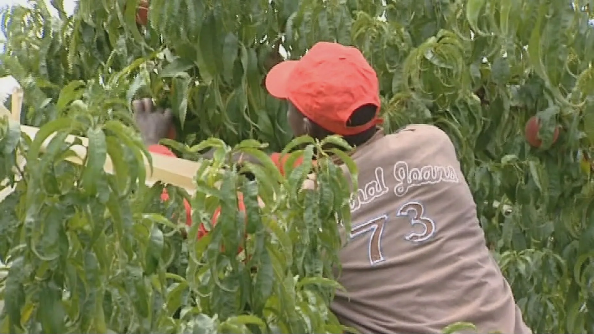 Un temporero trabajando en un huerto de Lleida