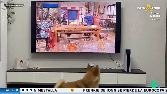 El gracioso vídeo viral de un perro que persigue al hombre de la televisión El gracioso vídeo viral de un perro que persigue al hombre de la televisión