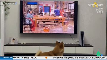 El gracioso vídeo viral de un perro que persigue al hombre de la televisión 