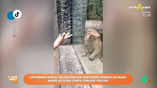 Un mono alucina con el truco que le hace un hombre que le visita en el zoo Un mono alucina con el truco que le hace un hombre que le visita en el zoo