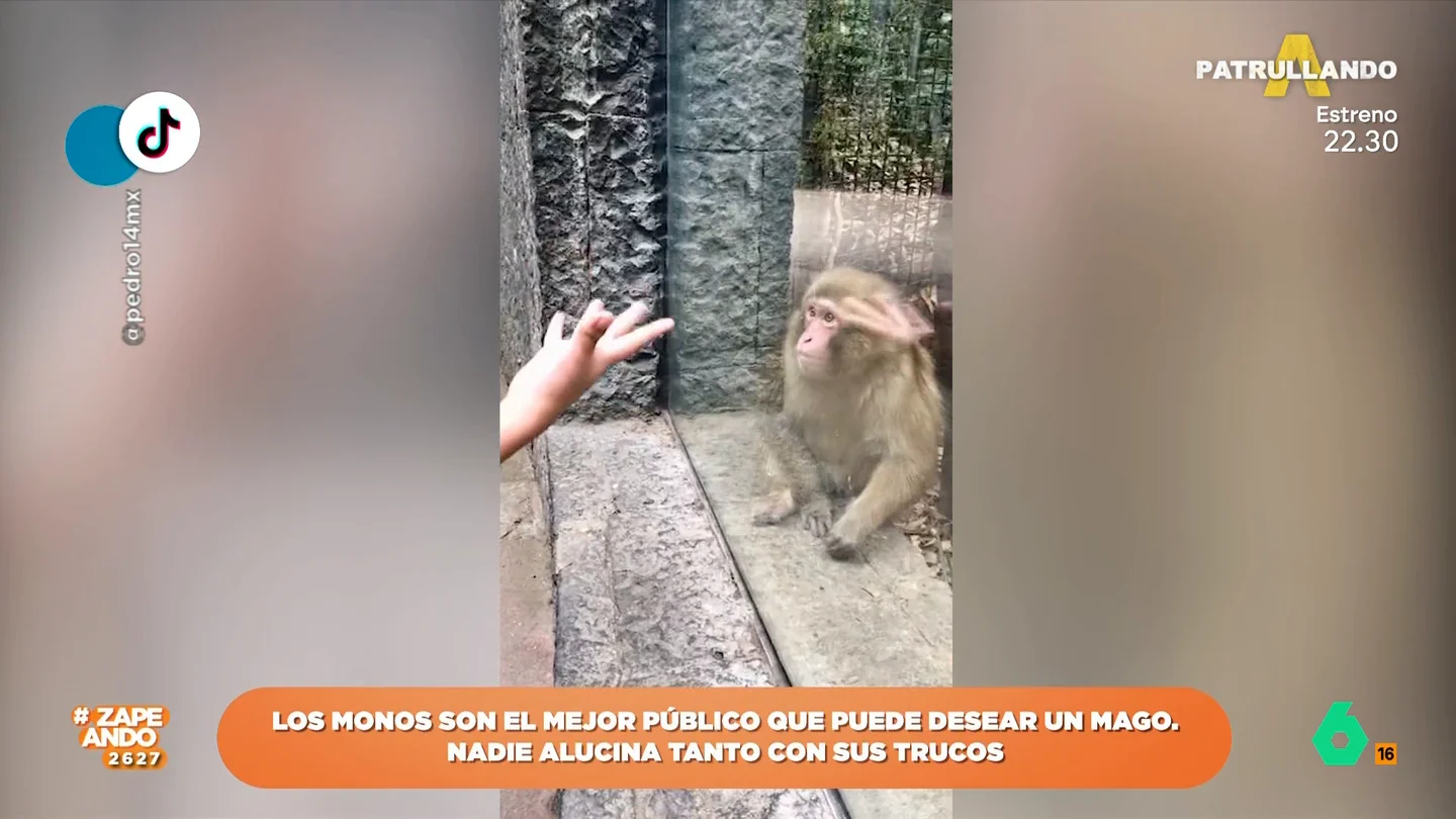 Un mono alucina con el truco que le hace un hombre que le visita en el zoo Un mono alucina con el truco que le hace un hombre que le visita en el zoo