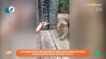 Un mono alucina con el truco que le hace un hombre que le visita en el zoo