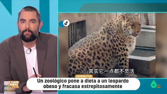 Dani Mateo alucina después de ver al leopardo que hay en un zoo chino: "En vez del rey de la sabana le llaman el rey del torrezno" Dani Mateo alucina después de ver al leopardo que hay en un zoo chino: "En vez del rey de la sabana le llaman el rey del torrezno"