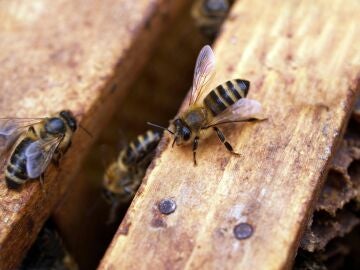 Por qué son tan importantes las abejas para el medio ambiente