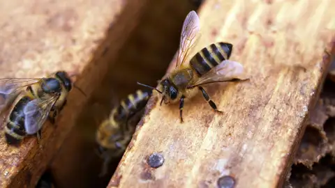 Por qué son tan importantes las abejas para el medio ambiente Por qué son tan importantes las abejas para el medio ambiente