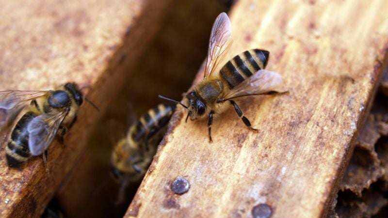 Por qué son tan importantes las abejas para el medio ambiente