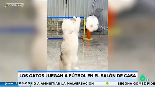 Conoce a los gatos futbolistas que juegan un partido en el salón de casa con un estilo impresionante Conoce a los gatos futbolistas que juegan un partido en el salón de casa con un estilo impresionante