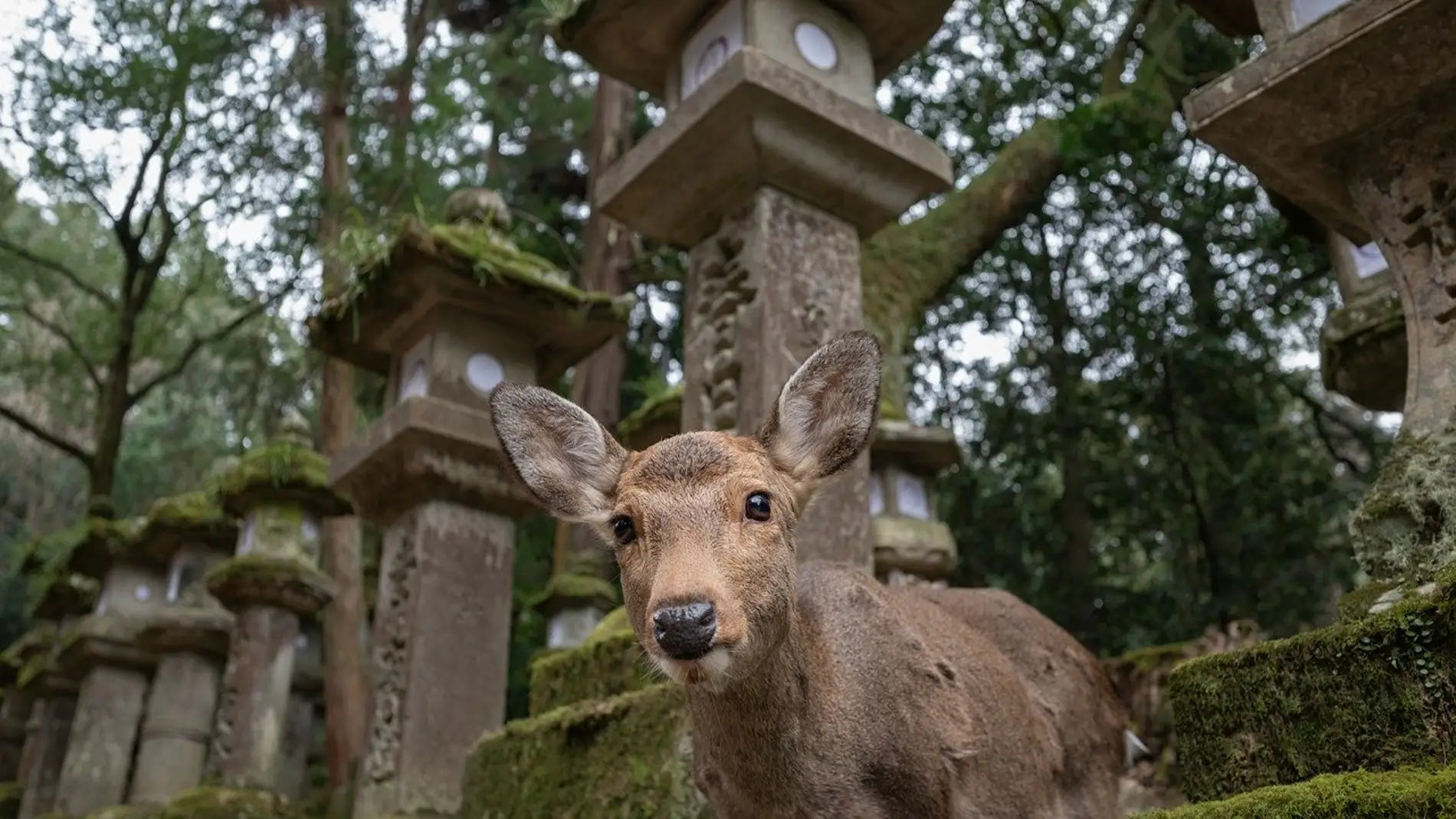 Ciervo en el Parque de Nara, en Japón Ciervo en el Parque de Nara, en Japón