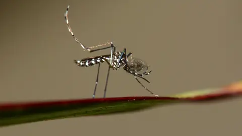 Mosquito tigre Mosquito tigre