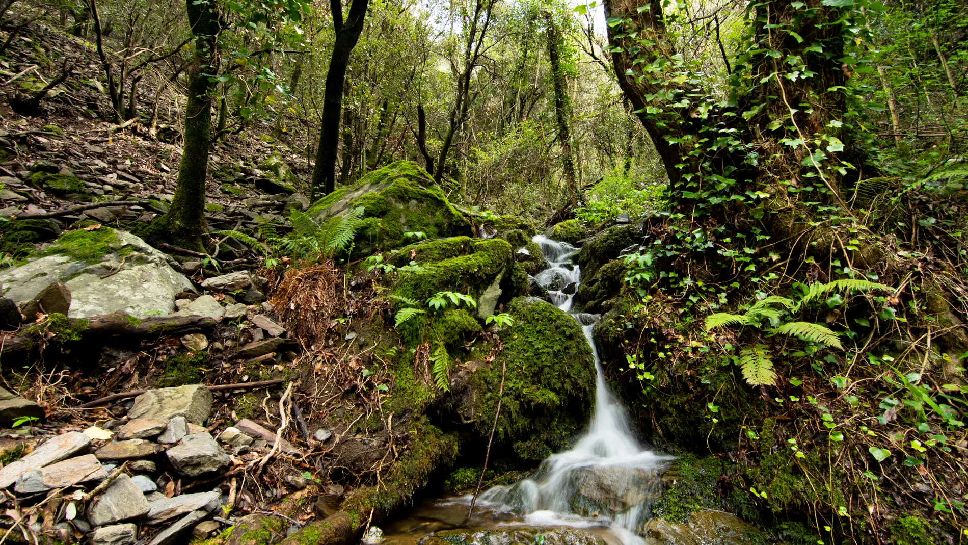 Hábitat oeste del Montseny Hábitat oeste del Montseny