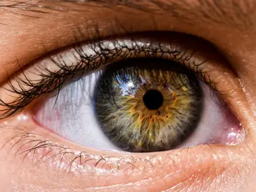 Un estudio demuestra cómo la retina puede indicar el riesgo de muerte Un estudio demuestra cómo la retina puede indicar el riesgo de muerte