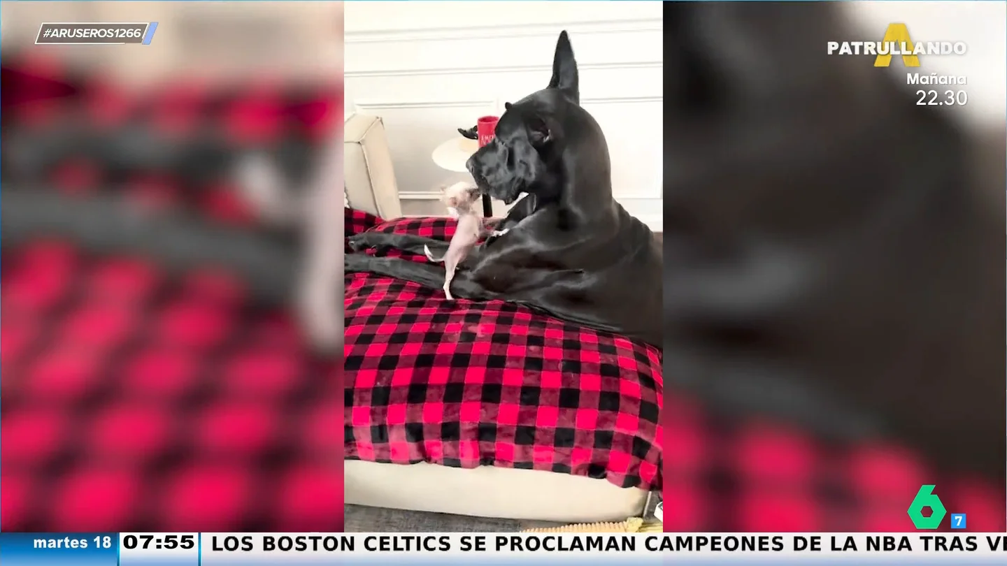 Aruseros Perros Amigos Aruseros Perros Amigos