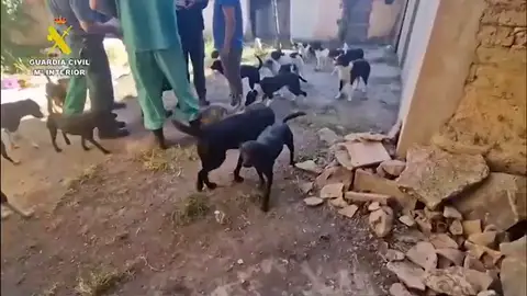 Desmantelan una falsa protectora animal en la que murieron 13 perros y 35 estaban hacinados