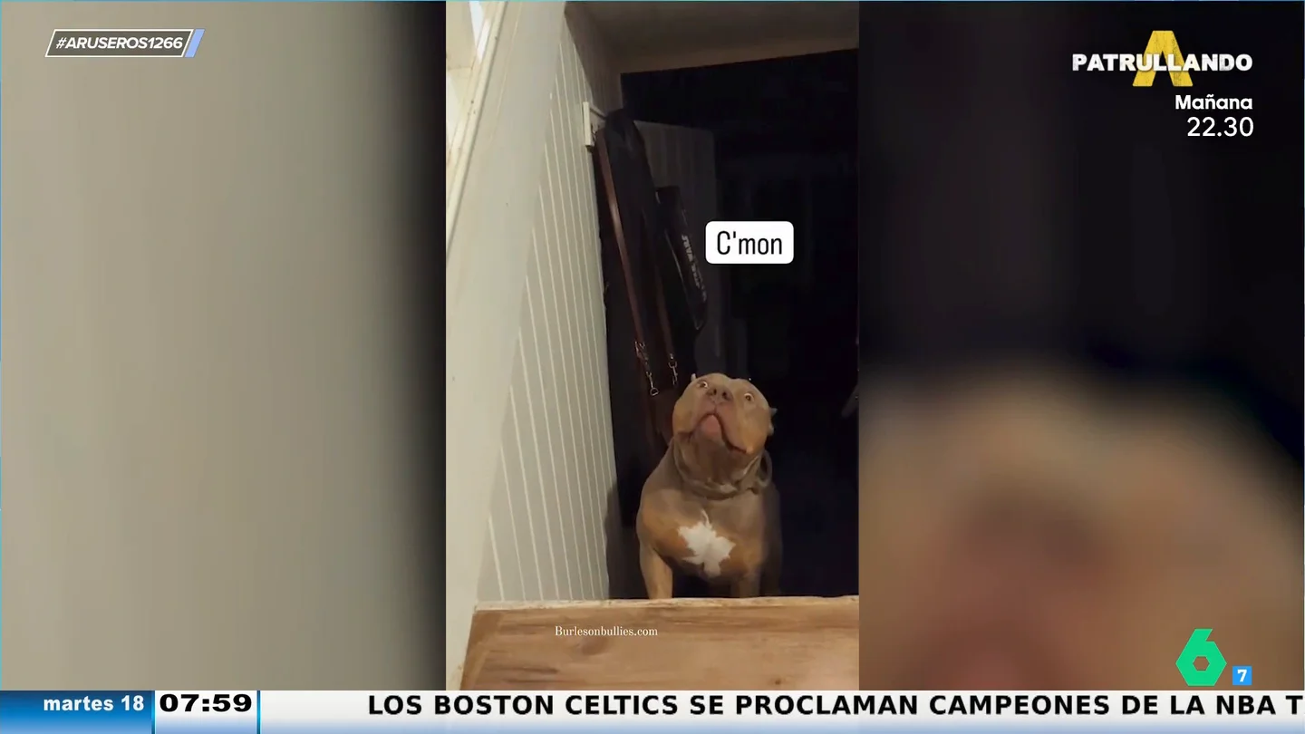 La graciosa reacción de un pitbull al ver que sus dueños han adoptado un gato La graciosa reacción de un pitbull al ver que sus dueños han adoptado un gato