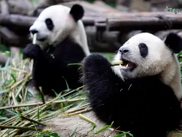 Osos panda Osos panda
