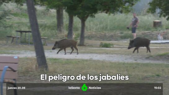 el peligro de los jabal&iacute;es
