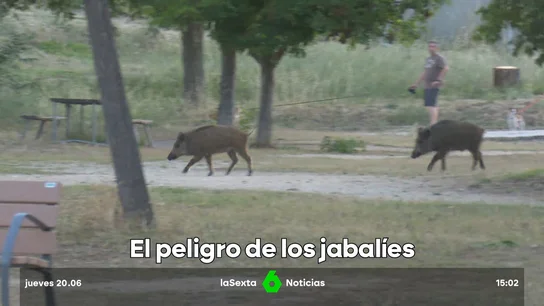 el peligro de los jabalíes el peligro de los jabalíes