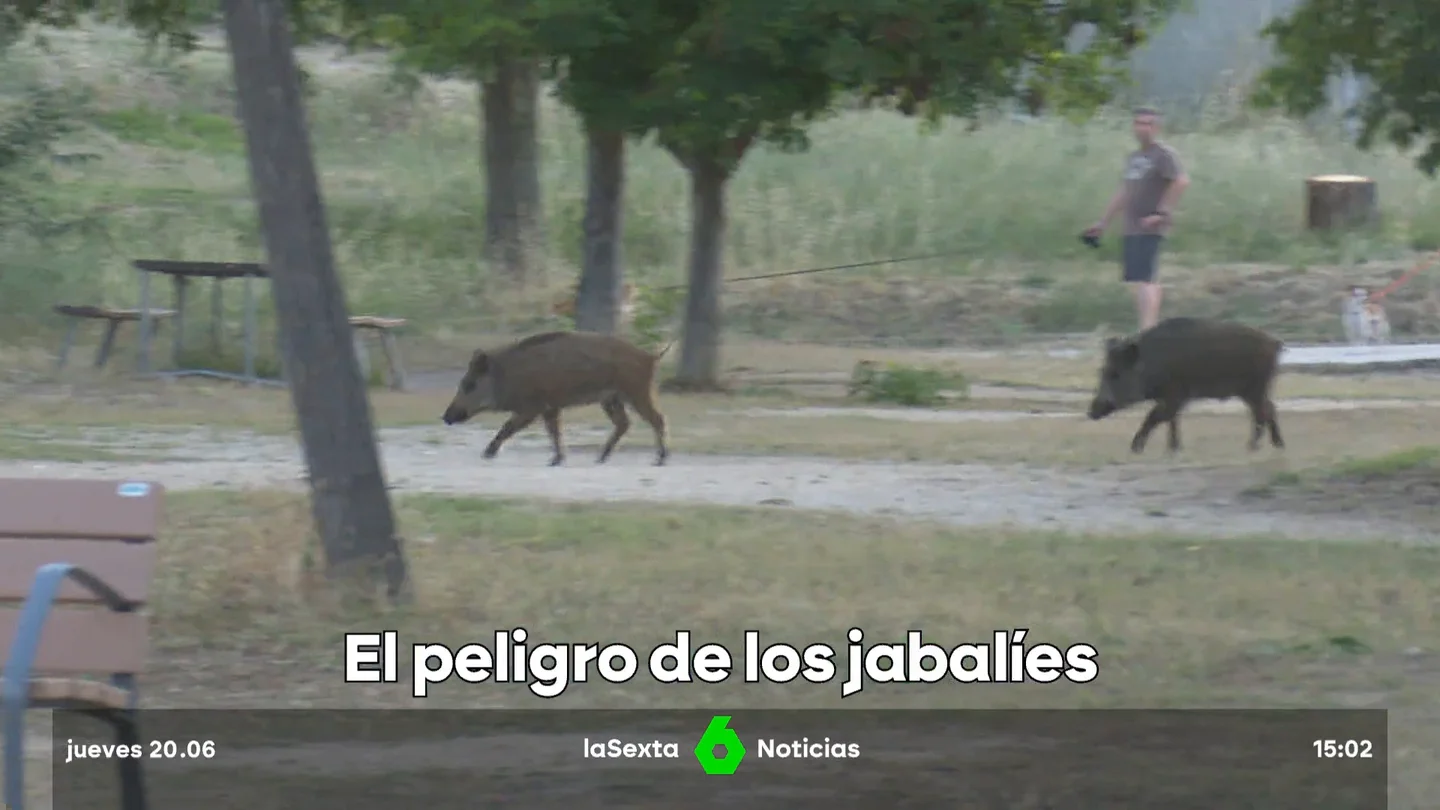 el peligro de los jabalíes el peligro de los jabalíes