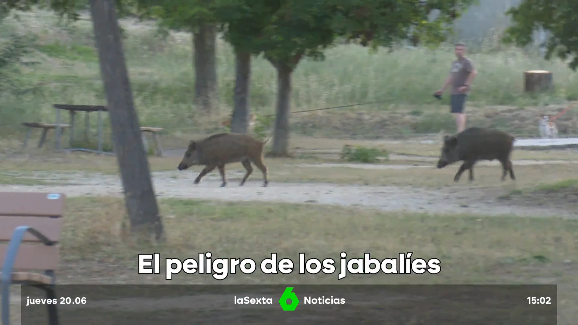 el peligro de los jabalíes