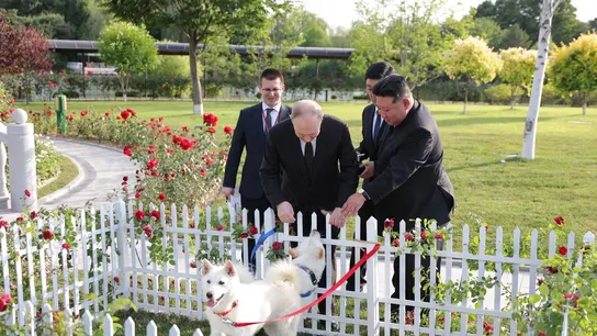 El presidente ruso, Vladimir Putin, recibe dos perros blancos de caza de raza norcoreana como obsequio de Kim Jong-un. El presidente ruso, Vladimir Putin, recibe dos perros blancos de caza de raza norcoreana como obsequio de Kim Jong-un.