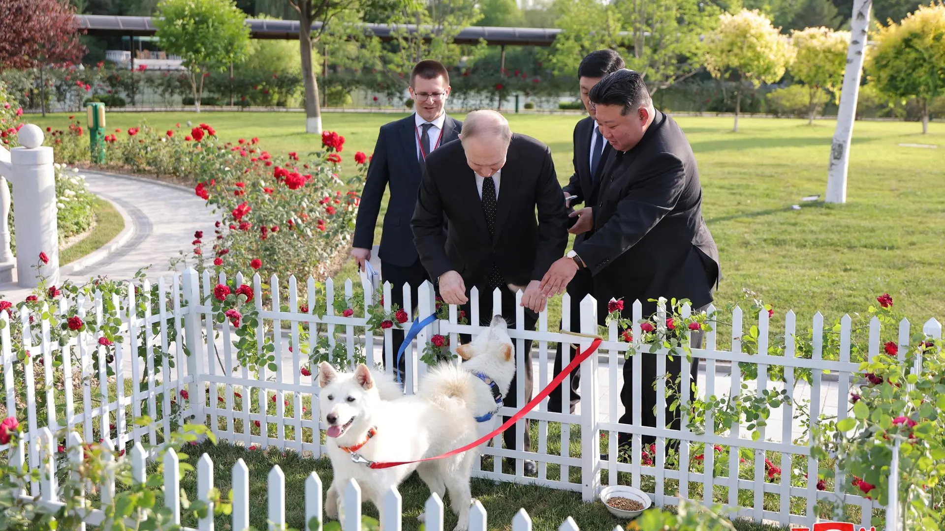 El presidente ruso, Vladimir Putin, recibe dos perros blancos de caza de raza norcoreana como obsequio de Kim Jong-un.
