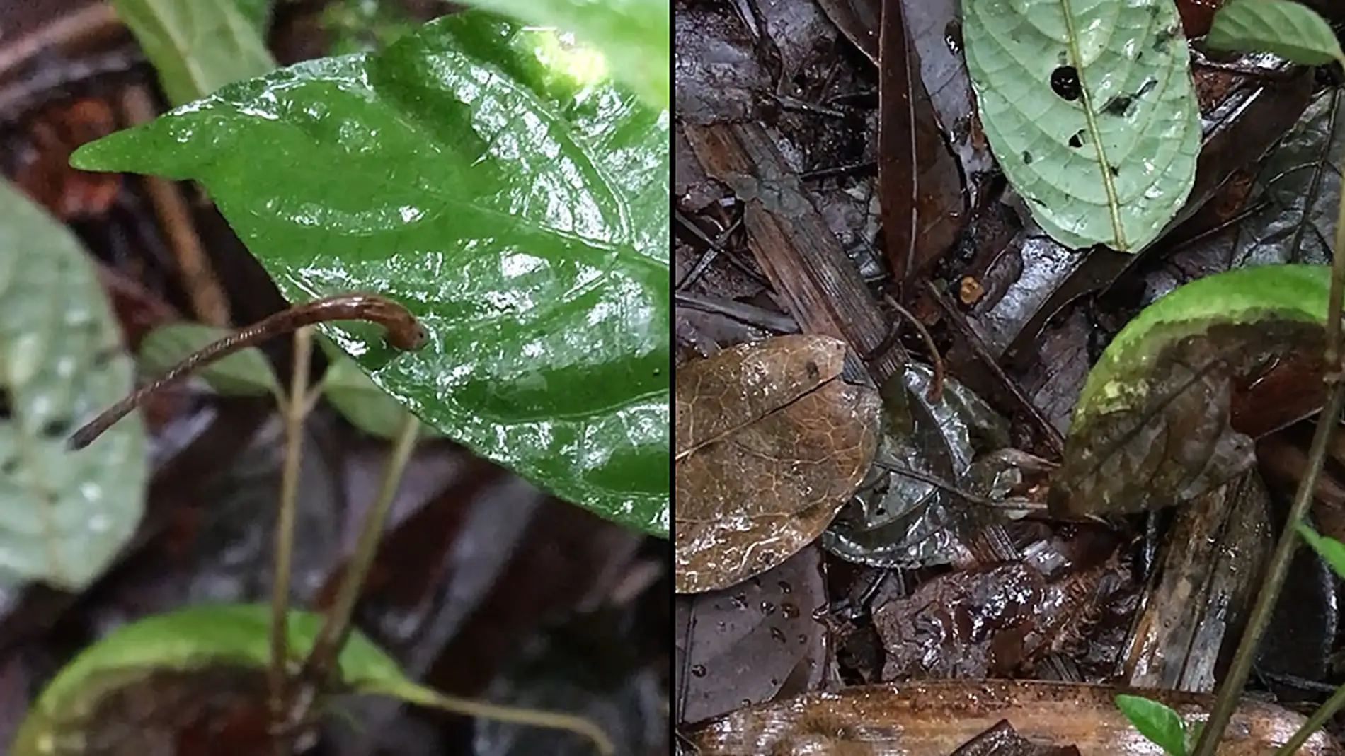 El salto de una sanguijuela desde una hoja hasta otra situada más abajo El salto de una sanguijuela desde una hoja hasta otra situada más abajo