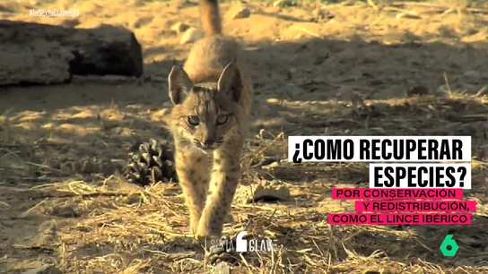 EXTINCIÓN EXTINCIÓN