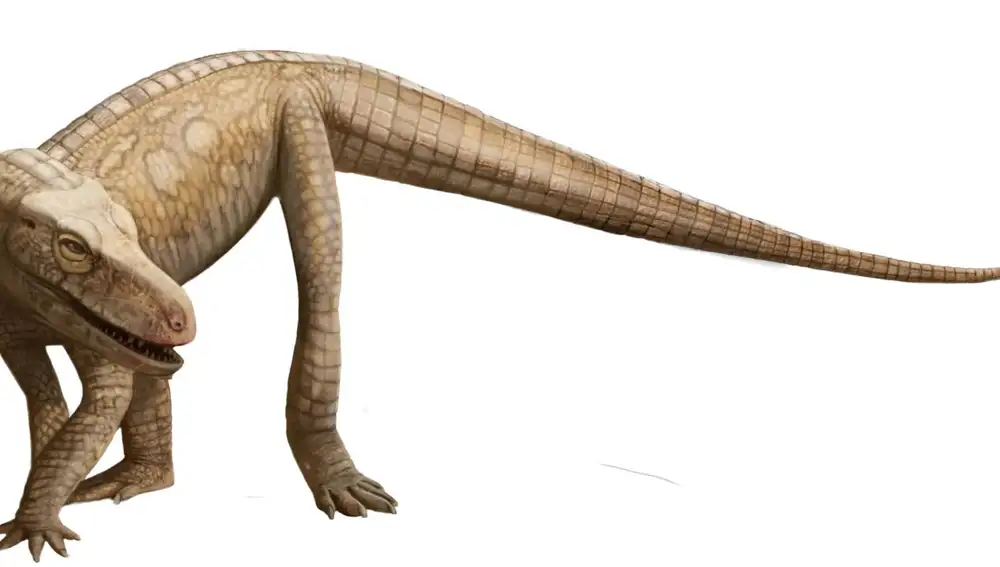 Parvosuchus aurelioi Parvosuchus aurelioi