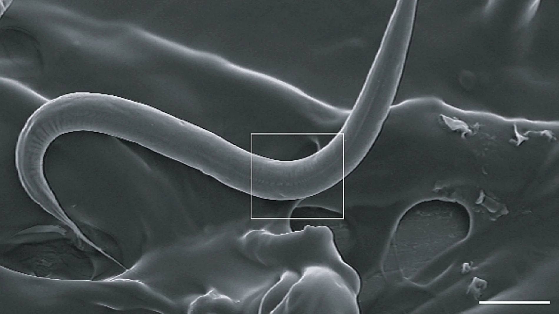 Unos investigadores de Barcelona consiguen ampliar la esperanza de vida de los gusanos C. elegans