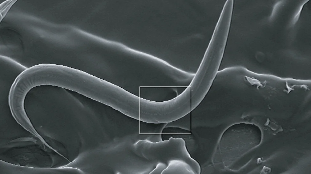 Unos investigadores de Barcelona consiguen ampliar la esperanza de vida de los gusanos C. elegans