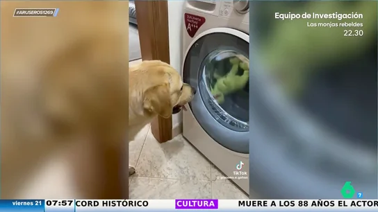 La divertida reacción de un perro preocupado al ver que su peluche favorito está dando vueltas en la lavadora La divertida reacción de un perro preocupado al ver que su peluche favorito está dando vueltas en la lavadora