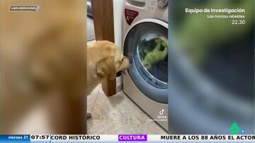 La divertida reacción de un perro preocupado al ver que su peluche favorito está dando vueltas en la lavadora