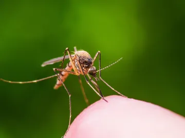 Mosquito picando Mosquito picando