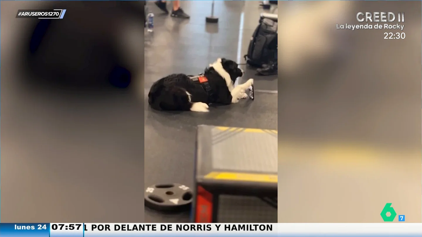 "El perro tiktoker": una mascota graba a su dueño mientras hace pesas en el gimnasio "El perro tiktoker": una mascota graba a su dueño mientras hace pesas en el gimnasio