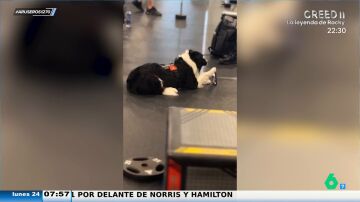 "El perro tiktoker": una mascota graba a su dueño mientras hace pesas en el gimnasio