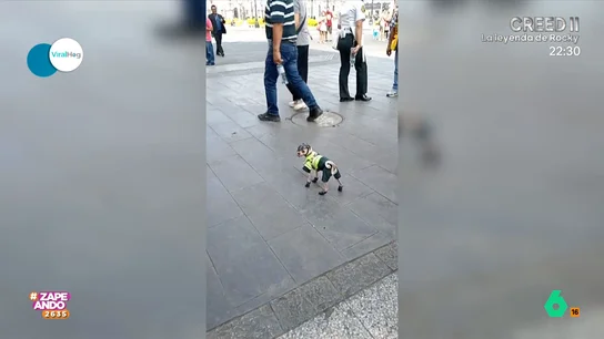 Nuevo agente en la policía de Lima: un chihuahua que causa sensación mientras patrulla El animal se ha convertido en el agente de policía más especial