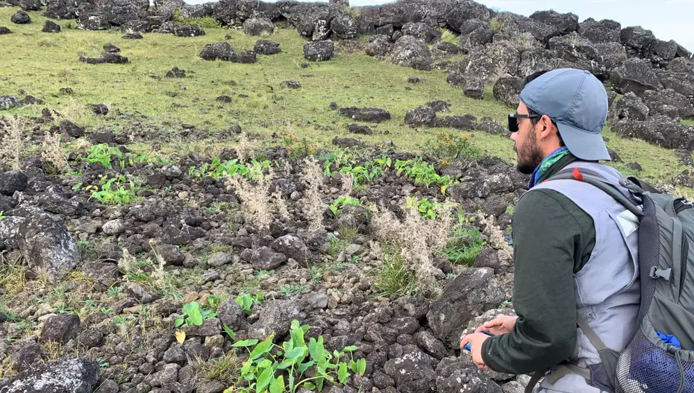 Los llamados huertos rupestres fueron clave para alimentar a la población de Rapa Nui