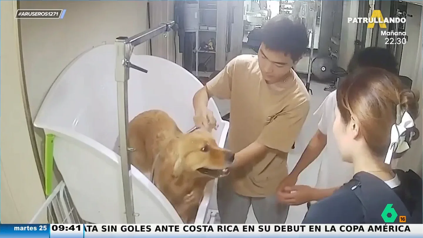 Un veterinario salva la vida de un perro que sufre un golpe de calor Un veterinario salva la vida de un perro que sufre un golpe de calor