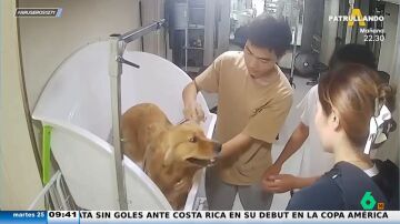 Un veterinario salva la vida de un perro que sufre un golpe de calor 